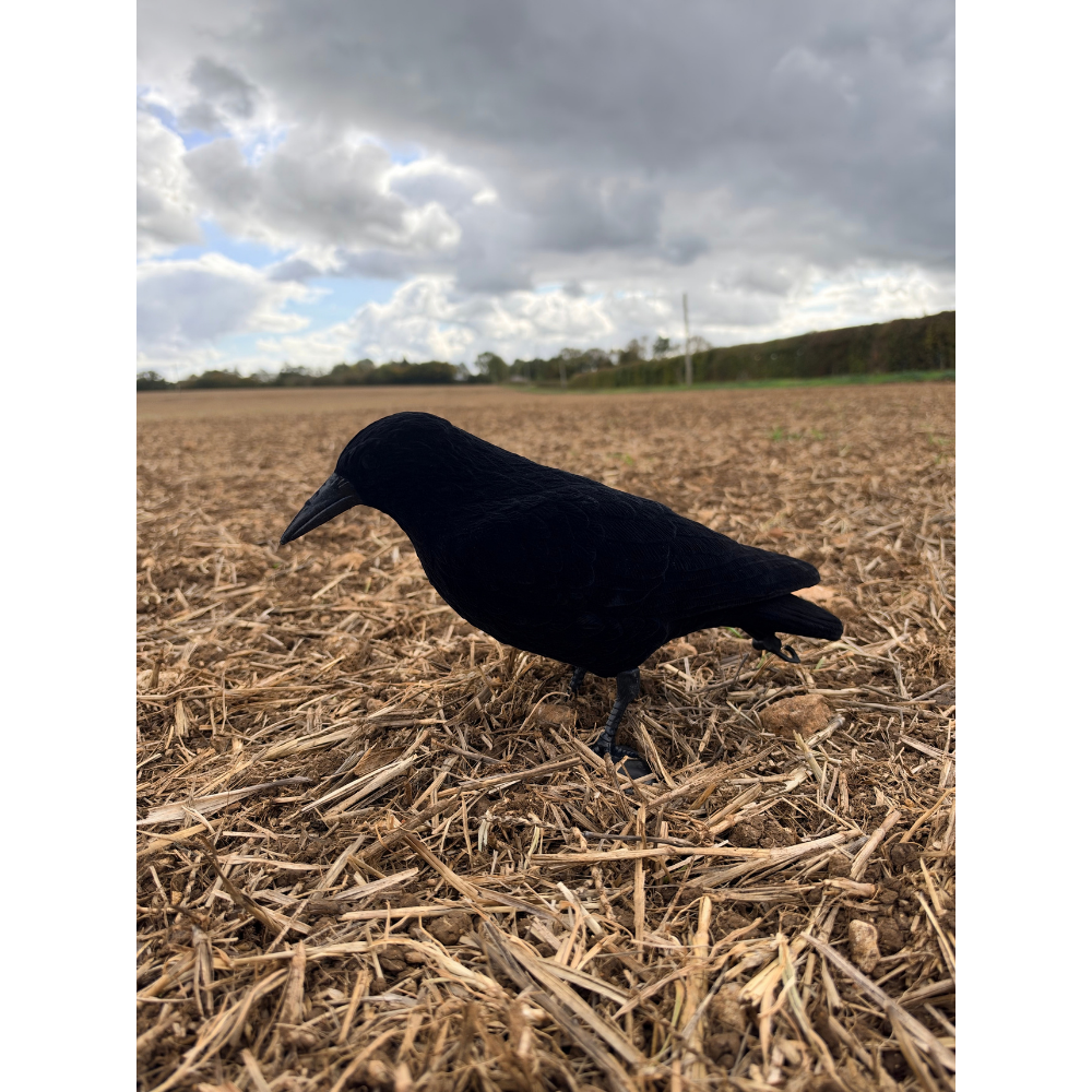 Six WINDY flocked crow decoys with realistic black bodies and detailed feathers for bird hunting or wildlife photography.