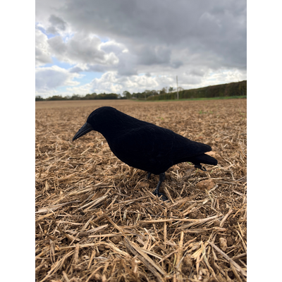 Six WINDY flocked crow decoys with realistic black bodies and detailed feathers for bird hunting or wildlife photography.