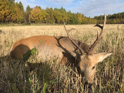 Siberian Roe Deer Trip to Russia New and Improved Prices!