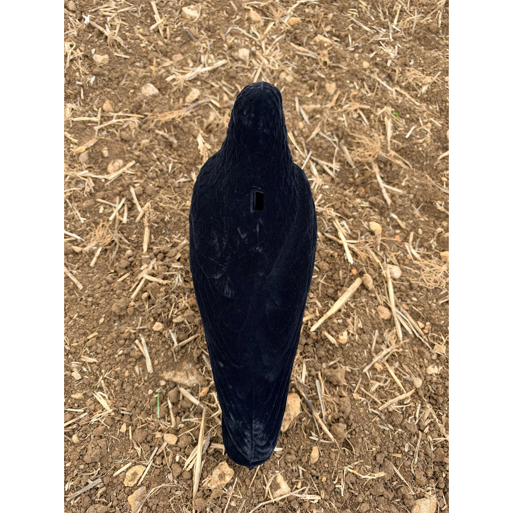 Windy whole body flocked crow decoy for hunting or wildlife observation, realistic black crow with detailed feather texture.