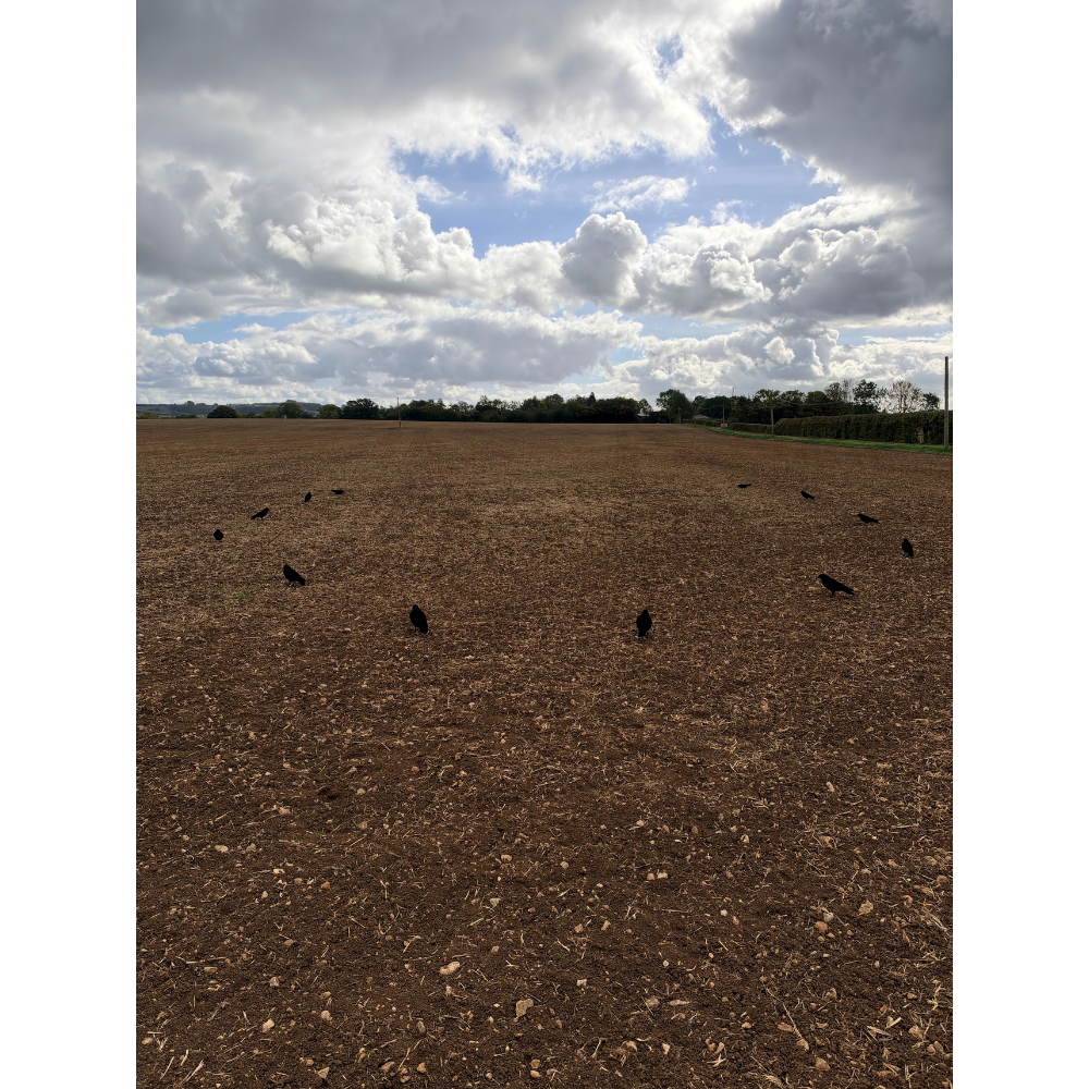 Windy whole body flocked crow decoys for hunting, featuring realistic black crow designs with detailed flocked texture.