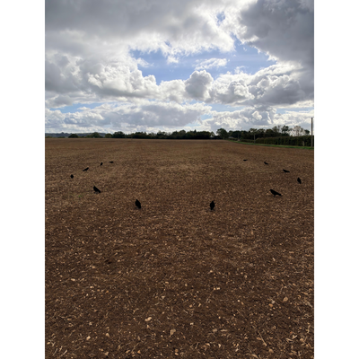 Windy whole body flocked crow decoys for hunting, featuring realistic black crow designs with detailed flocked texture.