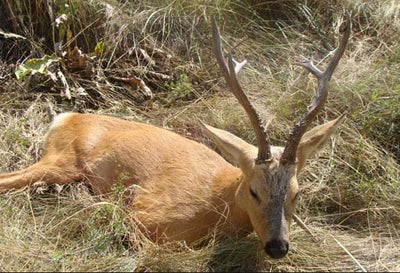 Siberian Roe Deer Trip to Russia New and Improved Prices!