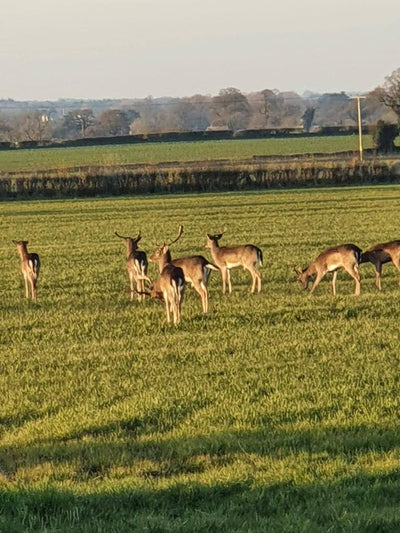 A1 Decoy Deer Stalking Syndicate with a wild boar area in the Forest of Dean, featuring realistic hunting decoys and natural woodland scenery.