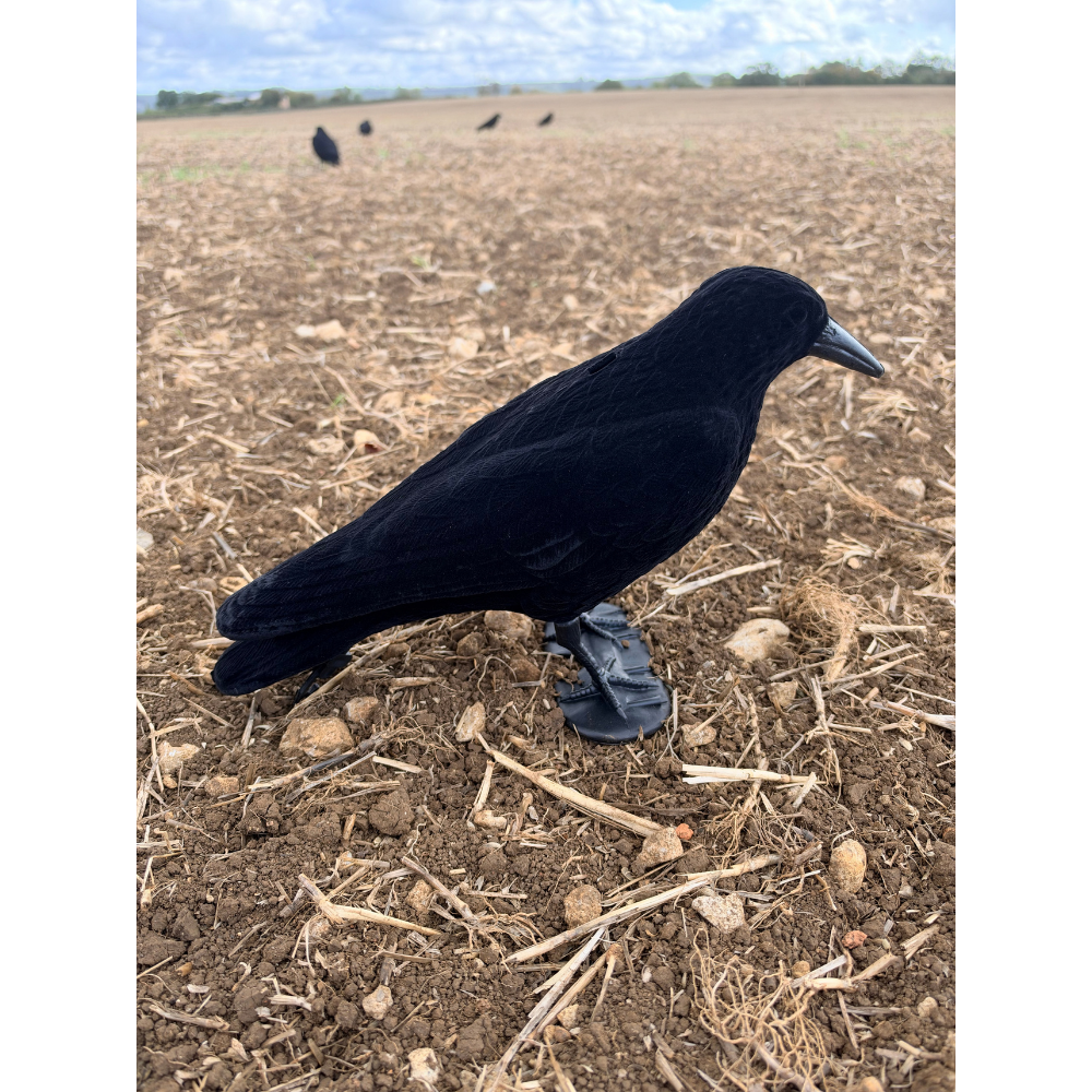 Whole body flocked crow decoys by WINDY, realistic blackbird decoys for bird hunting or wildlife observation.