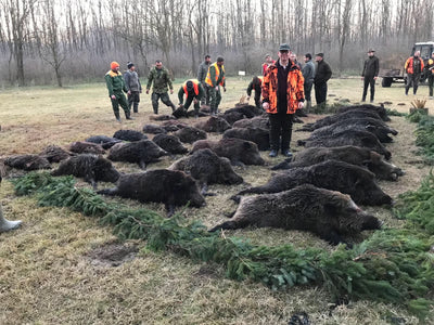 DRIVEN WILD BOAR SERBIA TRIPS Available 2026 Season
