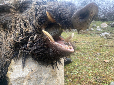 Driven Wild Boar Hunting in Turkey / Turkiye November 2026 NEW AREA THE HIDDEN VALLEY