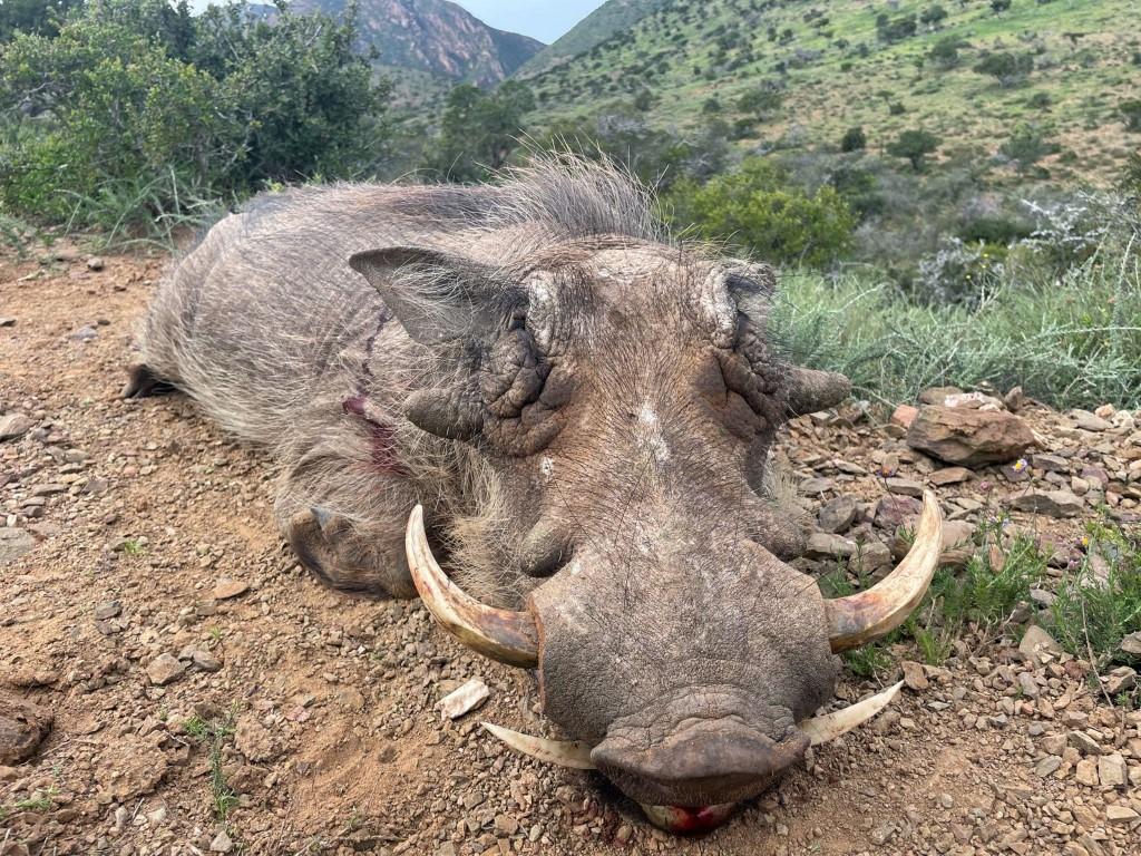 Africa Cull Hunt South Africa Port Elizabeth