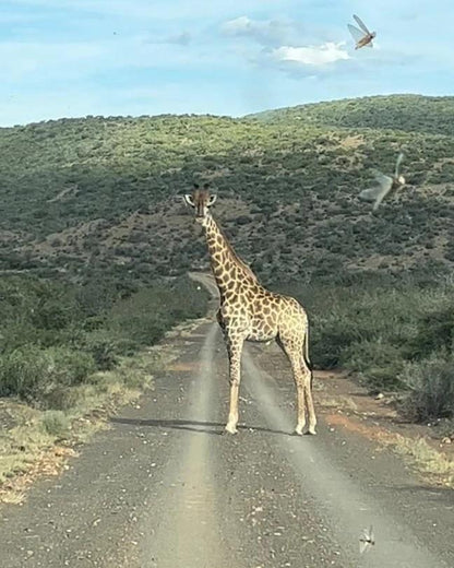 Africa Cull Hunt South Africa Port Elizabeth