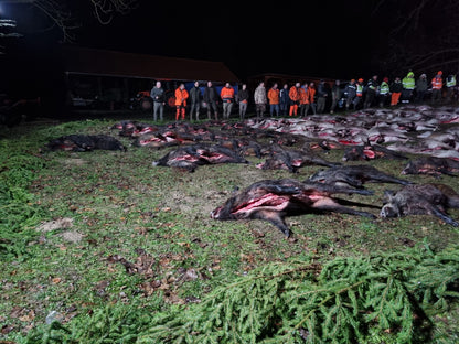 HUNGARY HUNTING TRIP WILD BOAR Kisbar 13th-14th January 2026