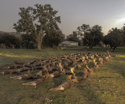 SPANISH MONTERIA October 29th-31st 2026