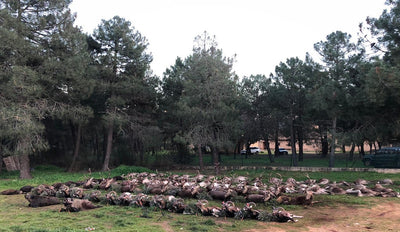 SPANISH MONTERIA October 29th-31st 2026
