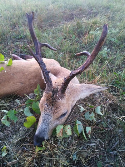 Siberian Roe Deer Trip to Russia New and Improved Prices!