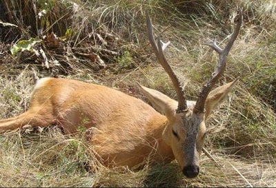 Siberian Roe Deer Trip to Russia New and Improved Prices!