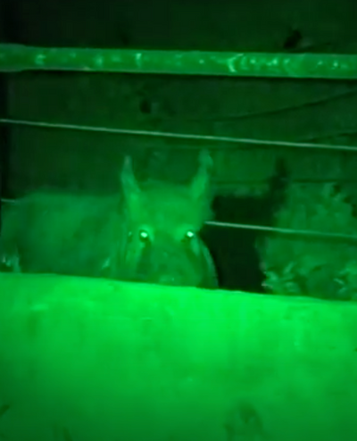 LED GREEN HANDHELD AND SCOPE MOUNTED LAMP
