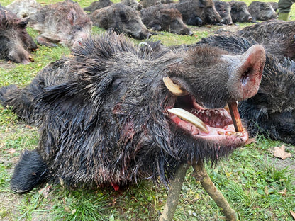 HUNGARY HUNTING TRIP WILD BOAR UZSA 5th-6th December 2025