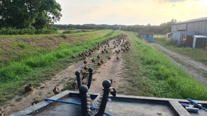 250 Duck Day with Full Hospitality September 27th 2025 Yorkshire East Bransburton