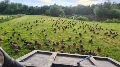 250 Duck Day with Full Hospitality September 27th 2025 Yorkshire East Bransburton