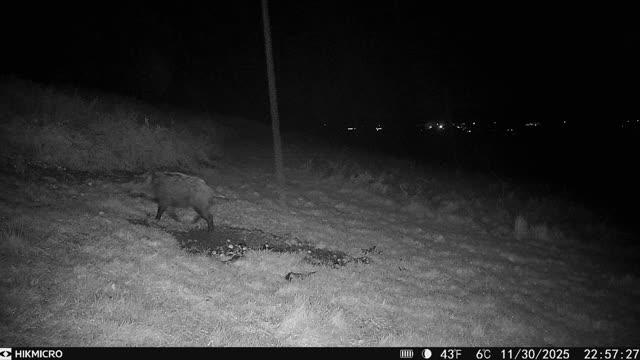 WILD BOAR SHOOTING TRIP TO THE FOREST OF DEAN OR CHESHIRE