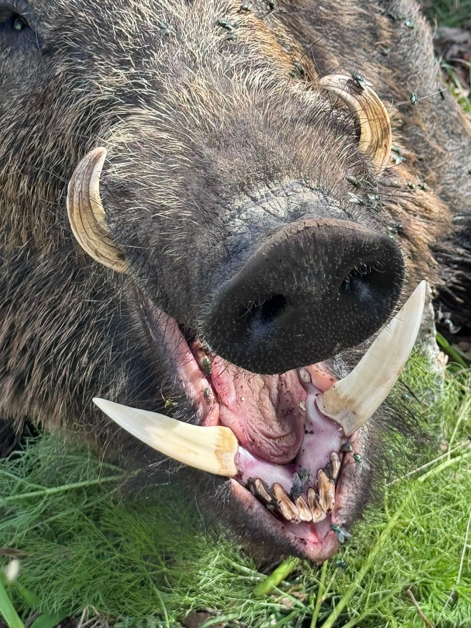 Driven Wild Boar Hunting in Turkey / Turkiye November 2026 NEW AREA THE HIDDEN VALLEY