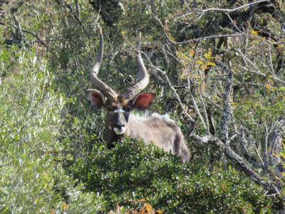 A1 DECOY LTD hunting with Rance Safaris on the Kei River Reserve, featuring hunters and wildlife in a scenic outdoor setting.