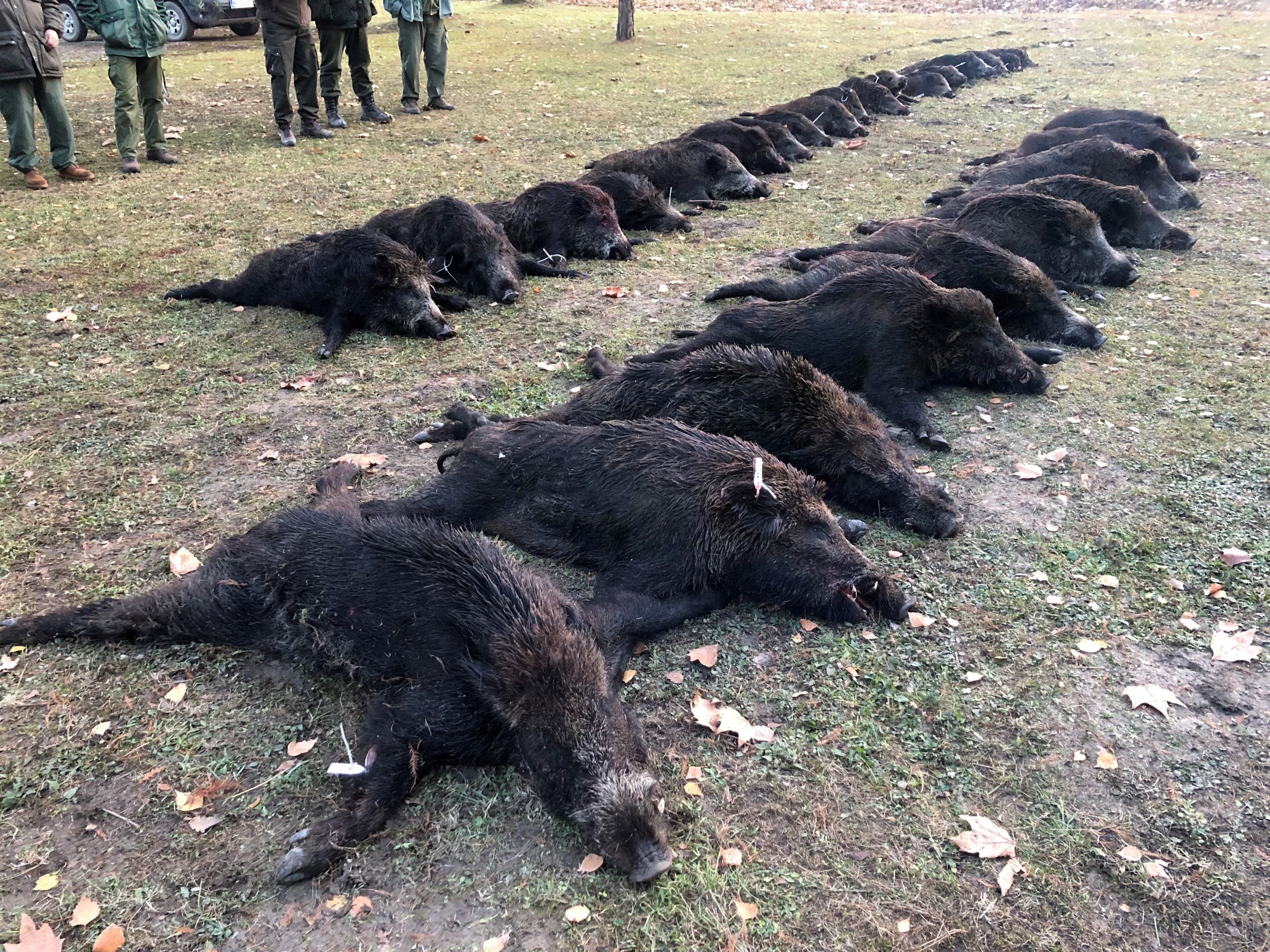 A1 DECOY LTD driven wild boar hunting decoy for Serbia trips, designed for realistic wildlife simulation in hunting activities.
