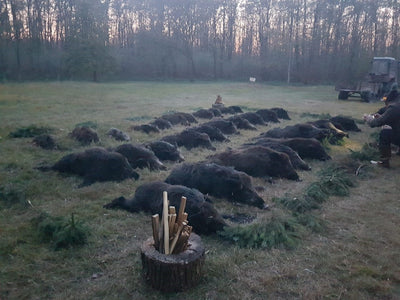 A1 DecoY Ltd driven wild boar decoy for Serbia hunting trips, ready for the 2026 season, featuring realistic wild boar details.
