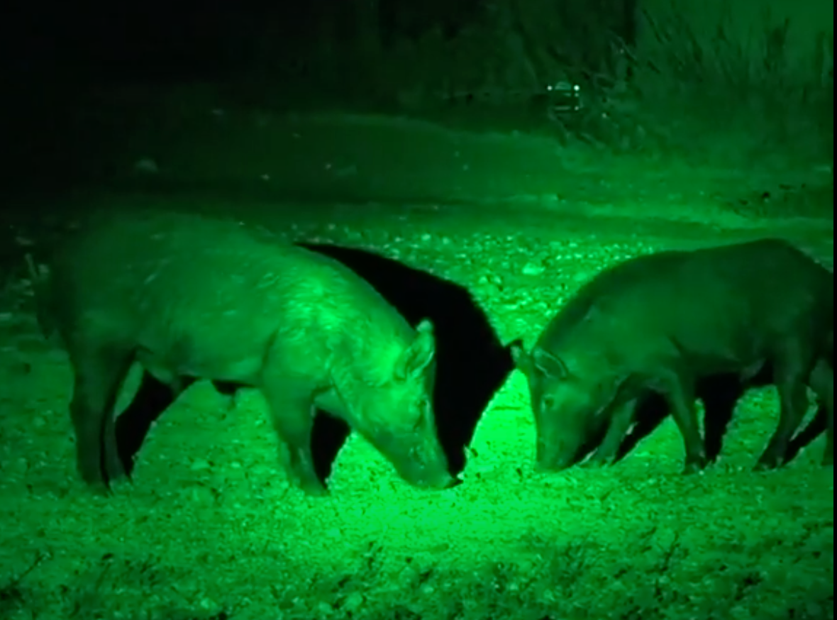 A1 Decoy Ltd green LED handheld and scope-mounted lamp showing a bright green light in a dark setting.