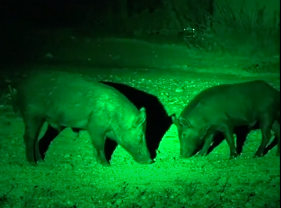 A1 Decoy Ltd green LED handheld and scope-mounted lamp showing a bright green light in a dark setting.