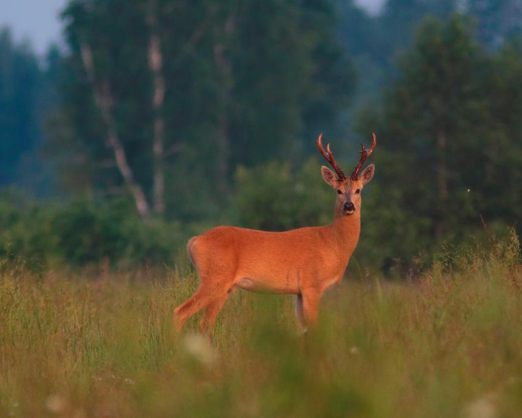 Siberian Roe Deer decoy by A1 DECOY LTD, realistic outdoor wildlife model, detailed antlers and fur for hunting or display.