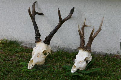 Siberian roe deer decoy by A1 DECOY LTD, showing realistic details and natural coloration for hunting or wildlife display.