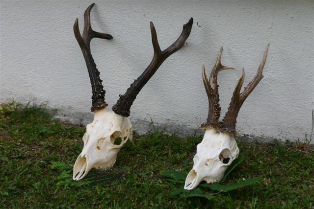Siberian roe deer decoy by A1 DECOY LTD, showing realistic details and natural coloration for hunting or wildlife display.