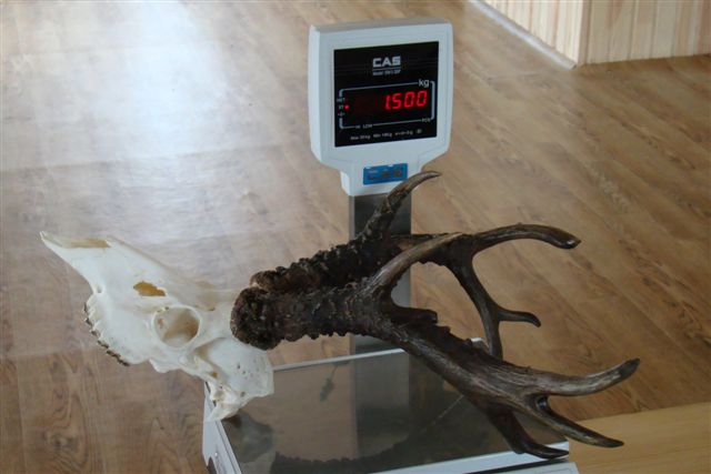 Siberian Roe Deer decoy by A1 DECOY LTD, showcasing realistic details for hunting or decorative use.