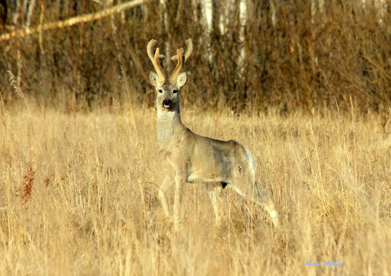 Siberian Roe Deer decoy by A1 Decoy Ltd, realistic design for hunting or wildlife display purposes.