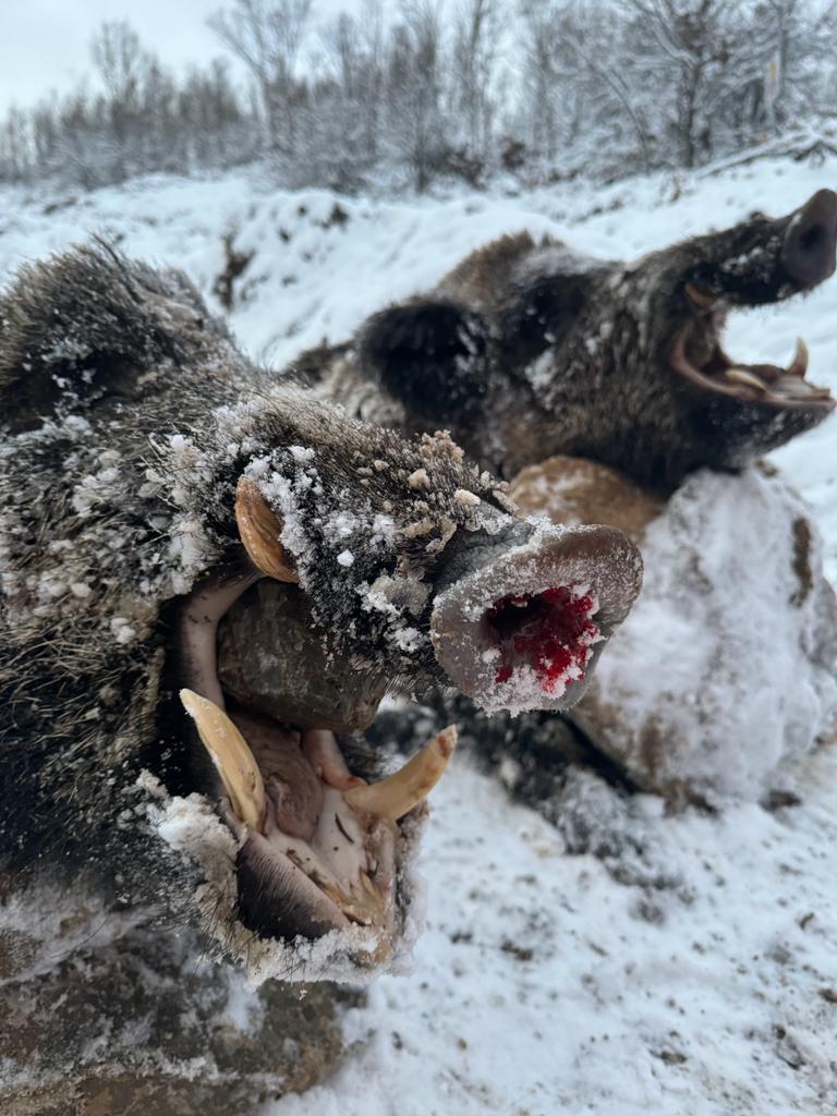 A1 DECOY LTD wild boar hunting scene in Turkey, showing hunters and wild boar in a rugged outdoor landscape.