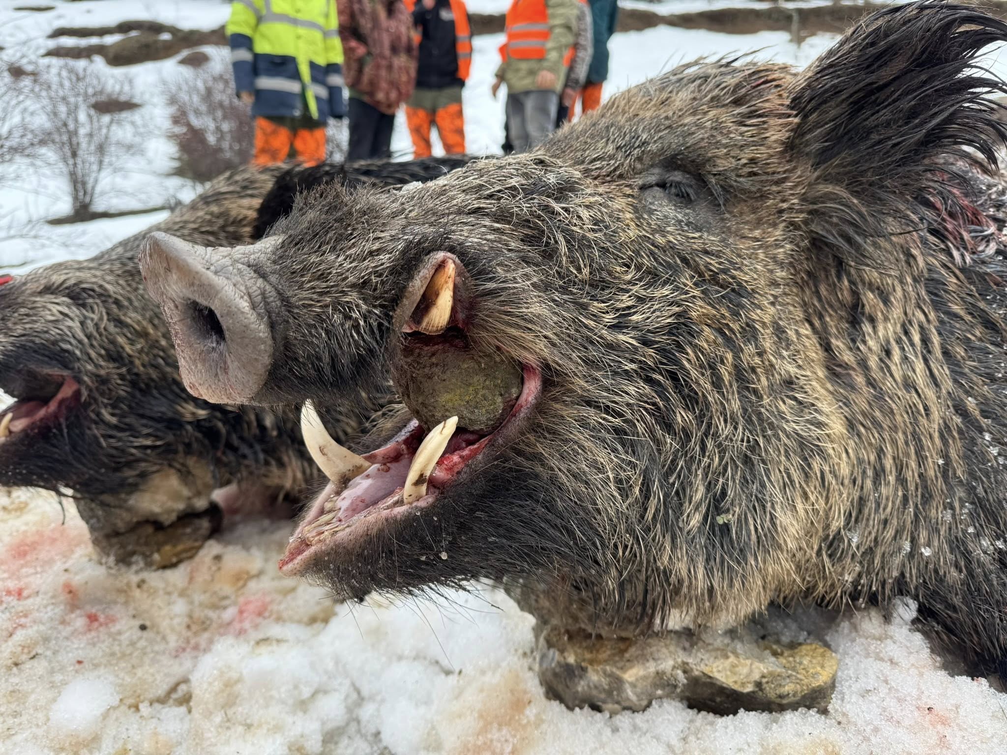 Driven Wild Boar Hunting in Turkey with A1 Deco Ltd, February 5-10, 2027, showcasing hunters and wild boars in the Turkish landscape.