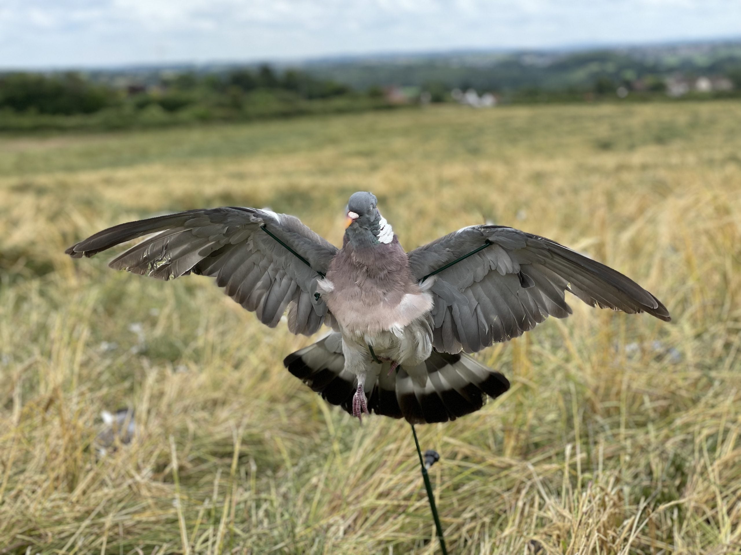 Aford Floater Lander Glider Decoy Pole, a bouncer-style fishing float used for waterfowl hunting decoys.