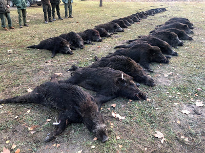 DRIVEN WILD BOAR SERBIA TRIPS Available 2026 Season