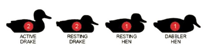 Six Flambeau Pintail Duck decoys by Dennett, realistic floating decoys for waterfowl hunting and hunting decoy collection.