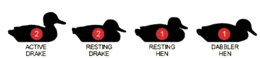 Six Flambeau Pintail Duck decoys by Dennett, realistic floating decoys for waterfowl hunting and hunting decoy collection.