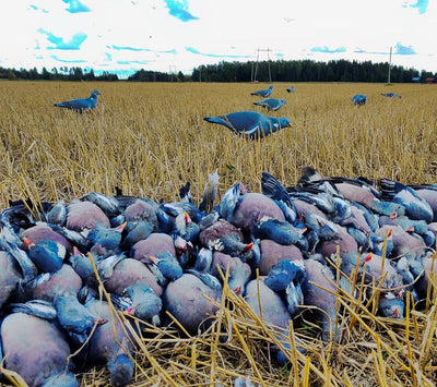 Pack of 12 Final Approach Wood Pigeon Decoys by A1 DECOY LTD, realistic hunting decoys for bird hunting and decoy setup.