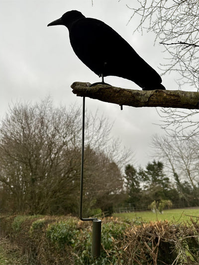 Pack of 4 flocked crow full-body decoys with lofting hooks by ECHO, designed for bird hunting and decoy setup.