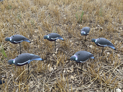 Six pigeon decoys on a field of dry grass.