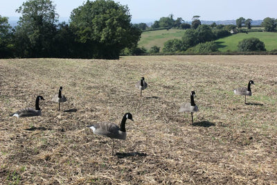 FLOCKED CANADA GOOSE SHELL DECOY