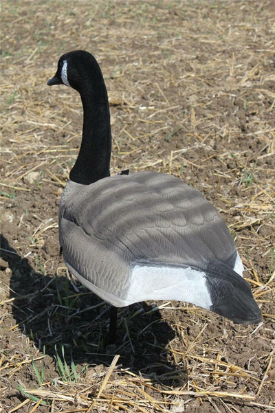 FLOCKED CANADA GOOSE SHELL DECOY