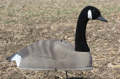 FLOCKED CANADA GOOSE SHELL DECOY