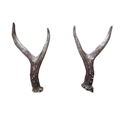 Pair of Roe Deer Antlers for Thumb Stick