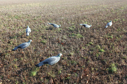 Premium Flocked Pigeon Decoy Shells