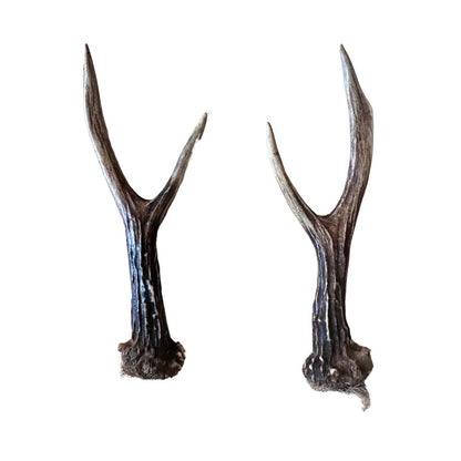 Pair of Roe Deer Antlers for Thumb Stick