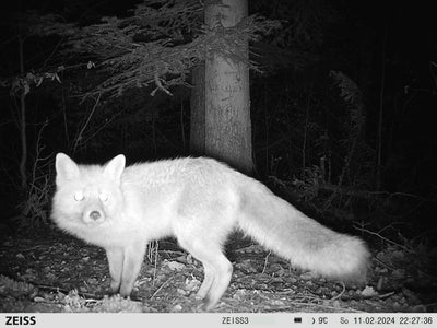 ZEISS Secacam 7 – Professional Trail Camera with Infrared & Display